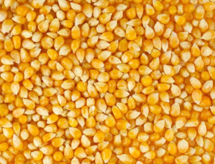 Maize