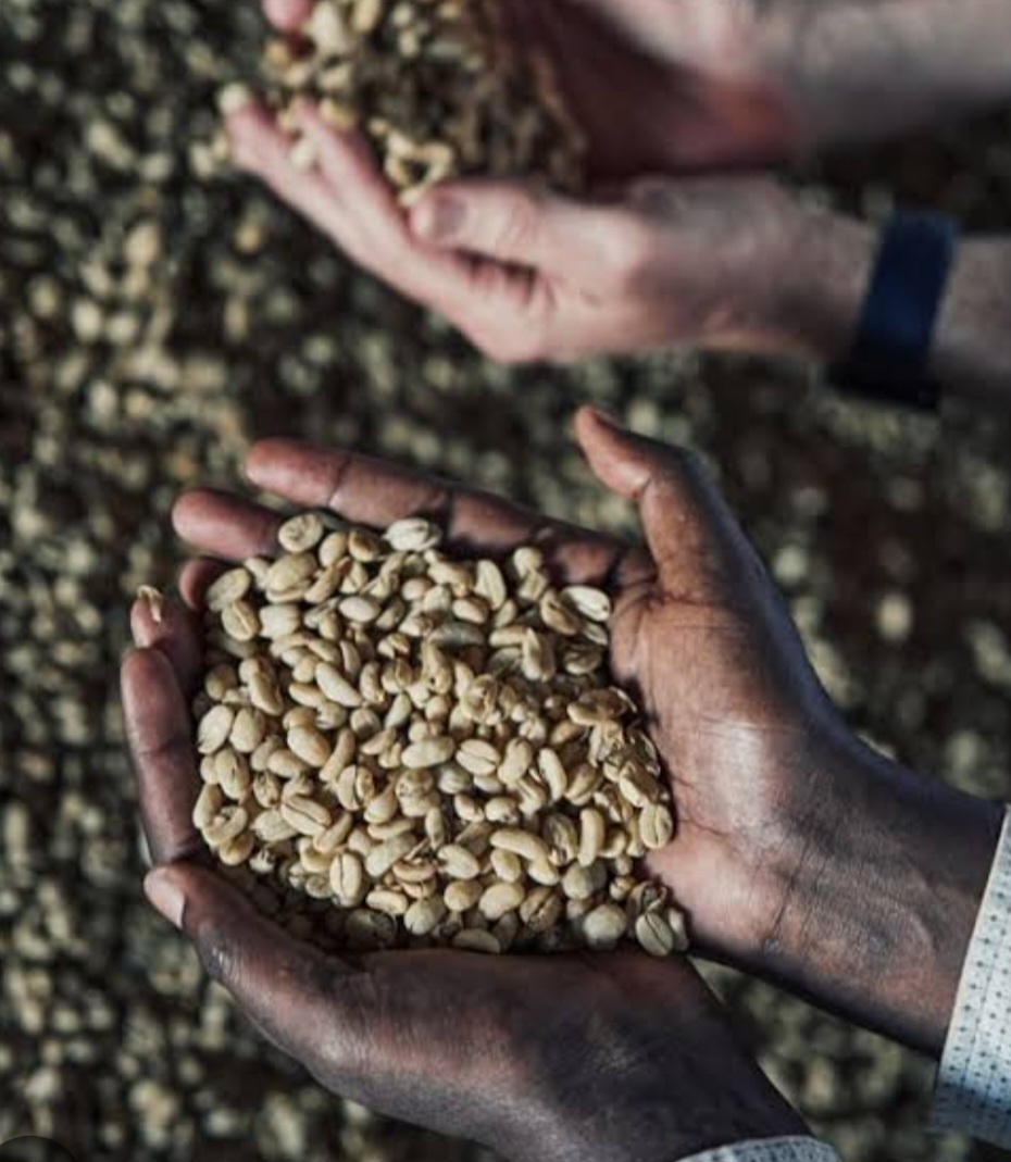 Specialty Arabica Coffee Beans