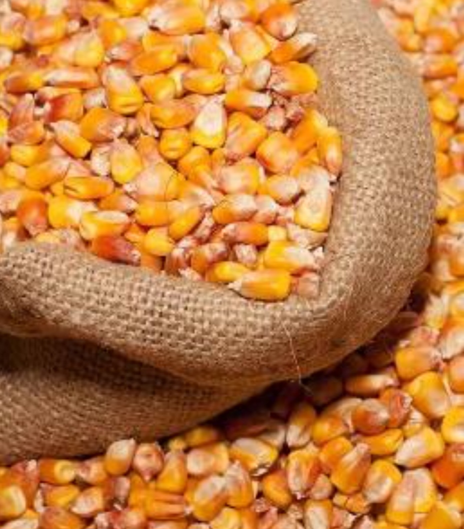 Premium Yellow Maize (Grade A)