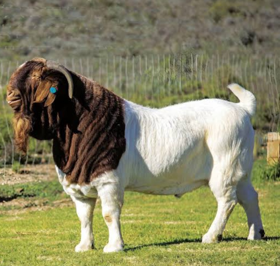 Stud Boer Goat Buck