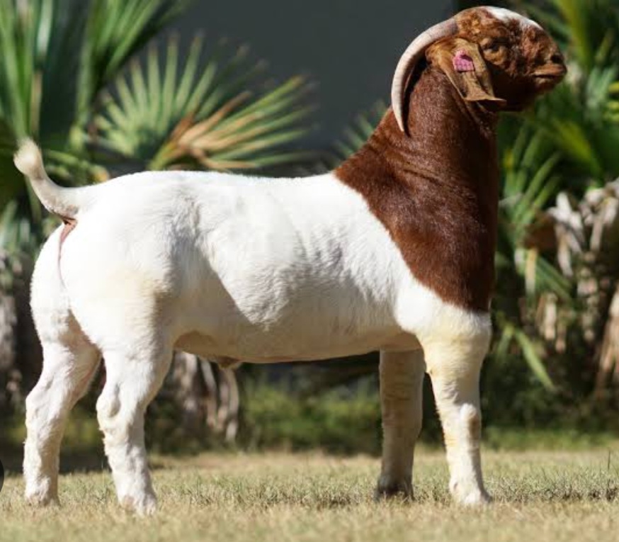 Stud Boer Goat Buck preview