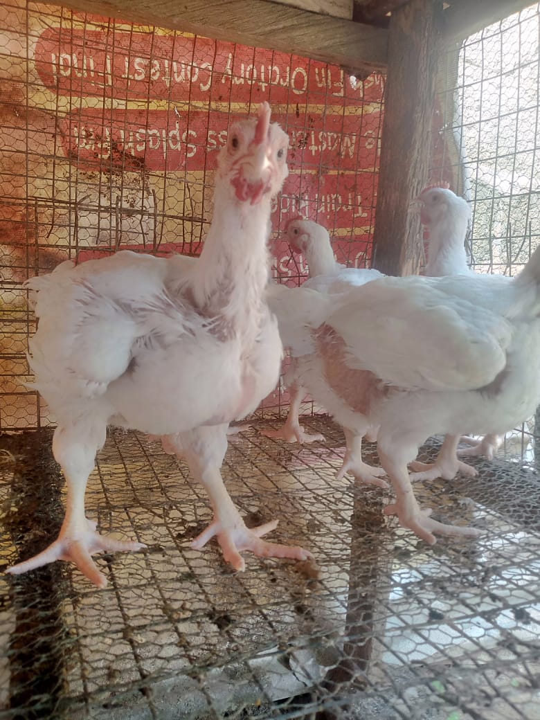 Chicken's [Broiler] Forsale